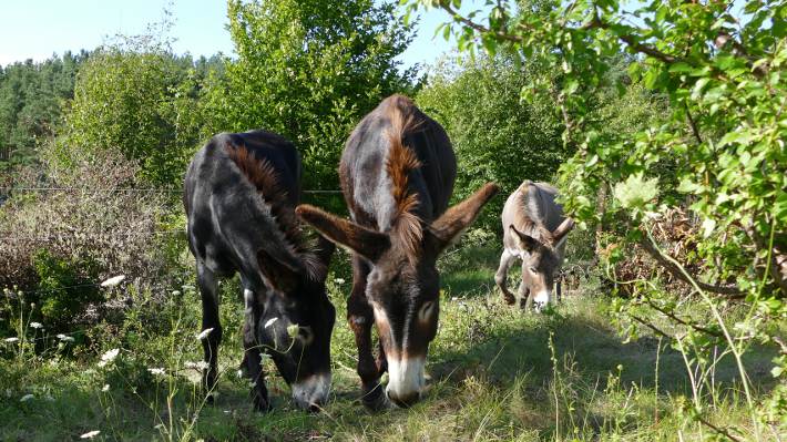 Eselfreunde im Havelland e. V. Sommerkoppel auf dem Paarener Hügel.