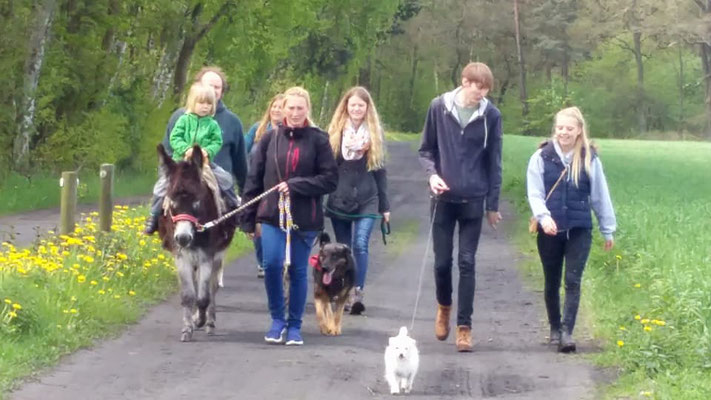 Eseltrekking beim Eselfreunde im Havelland e. V.