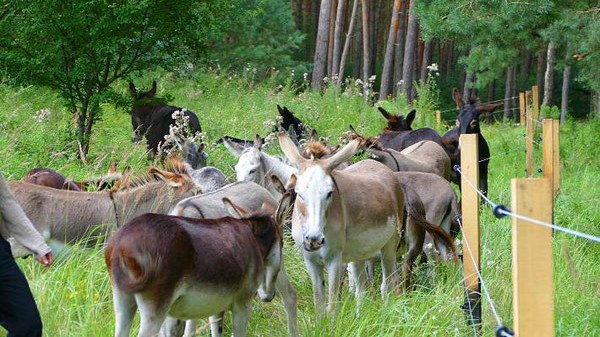 Eselfreunde im Havelland e. V. Sommerkoppel auf dem Paarener Hügel.